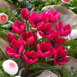 Tulipan Violacea Black Base - duża paczka! - 50 szt.
