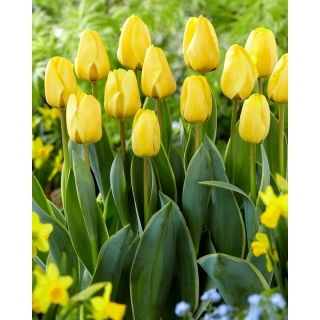 Tulipan Jaap Groot - 5 szt.