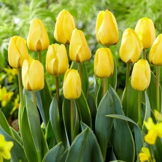 Tulipan Jaap Groot - 5 szt.