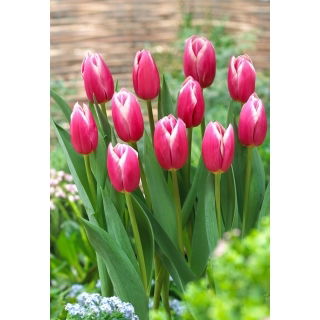 Tulipan Jefgenia - 5 szt.