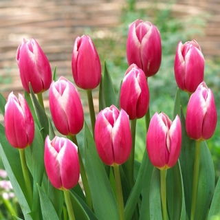 Tulipan Jefgenia - 5 szt.