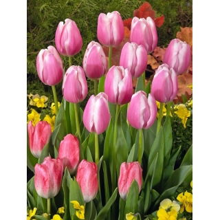 Tulipan Jumbo Beauty - GIGA paczka! - 250 szt.