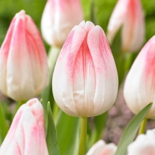 Tulipan Kyoko Takahashi - duża paczka! - 50 szt.