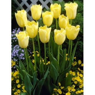 Tulipan Maja - 5 szt.