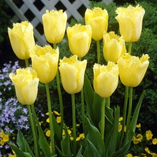 Tulipan Maja - 5 szt.