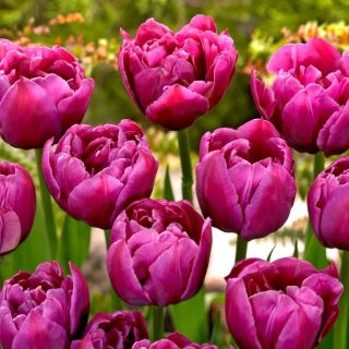 Tulipan Margarita - GIGA paczka! - 250 szt.