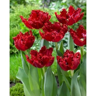 Tulipan Maywood - duża paczka - 50 szt.