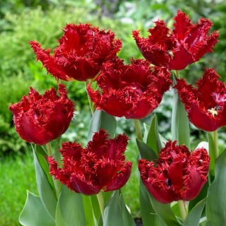 Tulipan Maywood - duża paczka - 50 szt.