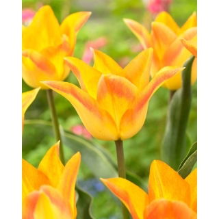 Tulipan Moonblush - duża paczka! - 50 szt.