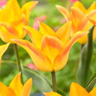 Tulipan Moonblush - duża paczka! - 50 szt.