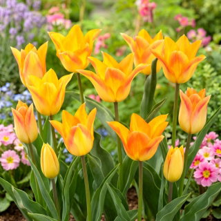 Tulipan Moonblush - GIGA paczka! - 250 szt.
