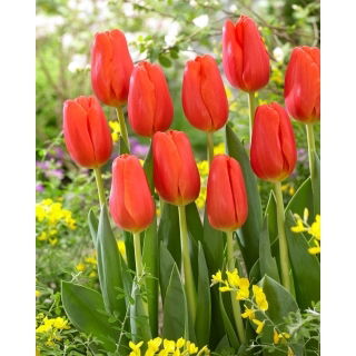 Tulipan Orange Juice - GIGA paczka! - 250 szt.