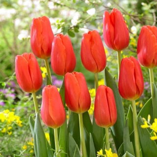 Tulipan Orange Juice - GIGA paczka! - 250 szt.