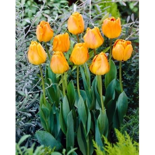 Tulipan Orange Lion - 5 szt.