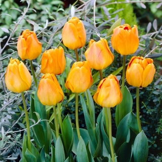 Tulipan Orange Lion - 5 szt.
