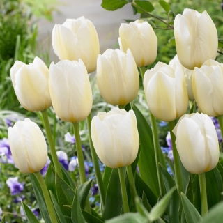 Tulipan Pays Bas - GIGA paczka! - 250 szt.