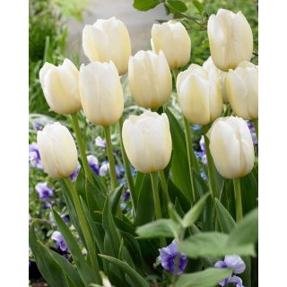 Tulipan Pays Bas - GIGA paczka! - 250 szt.