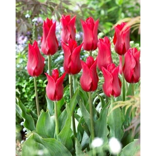 Tulipan Pieter De Leur - 5 szt.