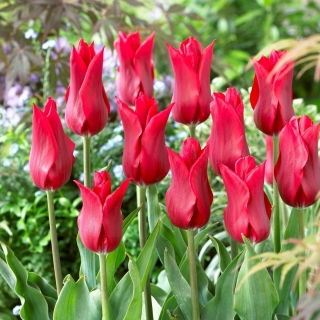 Tulipan Pieter De Leur - 5 szt.