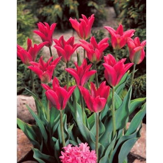 Tulipan Pimpernel - GIGA paczka! - 250 szt.