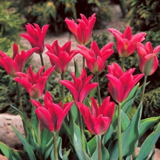 Tulipan Pimpernel - 5 szt.