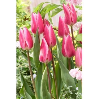 Tulipan Pink Surprise - GIGA paczka! - 250 szt.