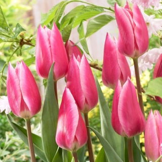 Tulipan Pink Surprise - 5 szt.