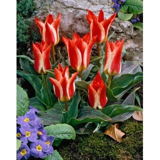 Tulipan Plaisir - 5 szt.