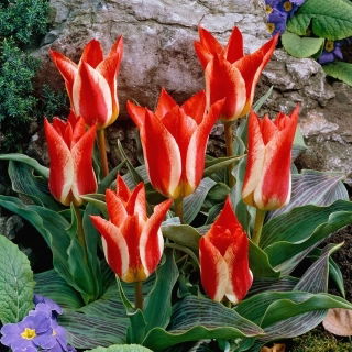 Tulipan Plaisir - duża paczka! - 50 szt.