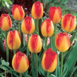 Tulipan Prins Claus - 5 szt.