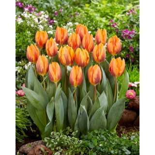 Tulipan Prinses Irene - GIGA paczka! - 250 szt.