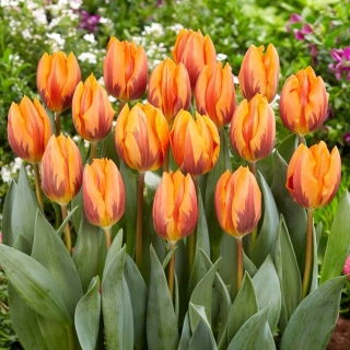 Tulipan Prinses Irene - GIGA paczka! - 250 szt.
