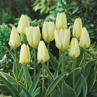 Tulipan Purissima Design - 5 szt.