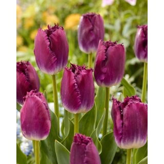 Tulipan Purple Crystal - duża paczka! - 50 szt.