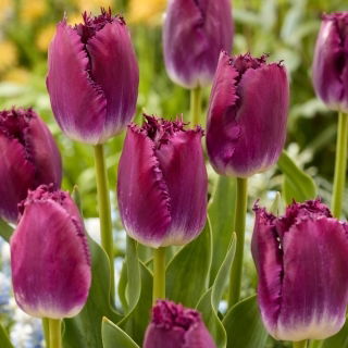 Tulipan Purple Crystal - duża paczka! - 50 szt.