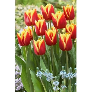 Tulipan Reputation - GIGA paczka! - 250 szt.
