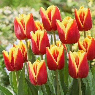 Tulipan Reputation - GIGA paczka! - 250 szt.