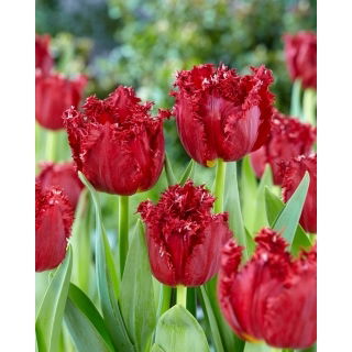 Tulipan Versaci - duża paczka! - 50 szt.