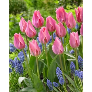 Tulipan Albert Heijn - 5 szt.
