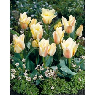 Tulipan Albion Star - 5 szt.