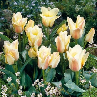 Tulipan Albion Star - 5 szt.