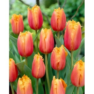 Tulipan Aleppo - duża paczka! - 50 szt.