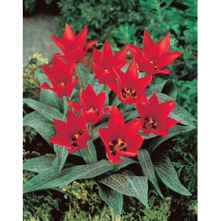 Tulipan Ali Baba - 5 szt.