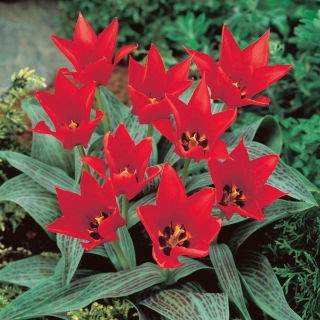 Tulipan Ali Baba - GIGA paczka - 250 szt.