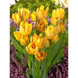 Tulipan Aquilla - duża paczka! - 50 szt.