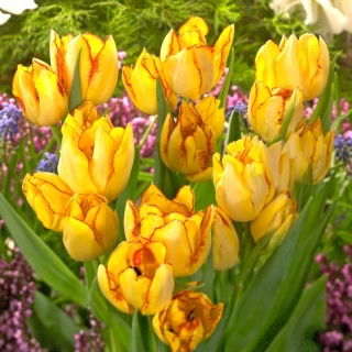 Tulipan Aquilla - duża paczka! - 50 szt.