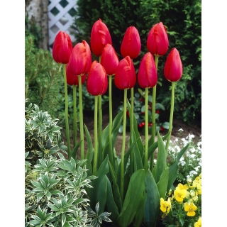 Tulipan Avignon - GIGA paczka! - 250 szt.