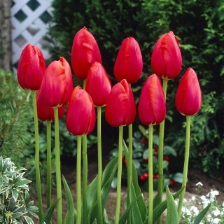 Tulipan Avignon - GIGA paczka! - 250 szt.