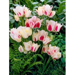 Tulipan Candy Club - GIGA paczka! - 250 szt.
