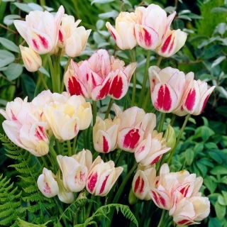 Tulipan Candy Club - GIGA paczka! - 250 szt.